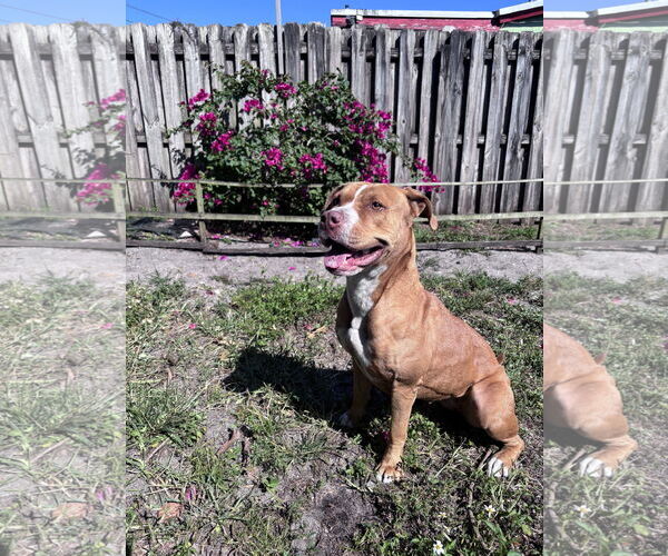 Medium Photo #3 Mutt Puppy For Sale in  Gainesville, FL, USA