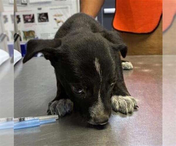 Medium Photo #1 Labrador Retriever-Unknown Mix Puppy For Sale in Visalia, CA, USA