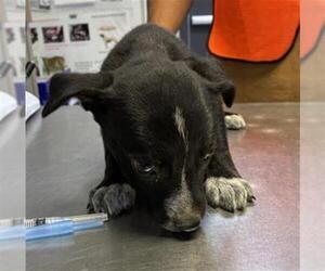 Labrador Retriever-Unknown Mix Dogs for adoption in Visalia, CA, USA