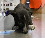 Small Labrador Retriever Mix