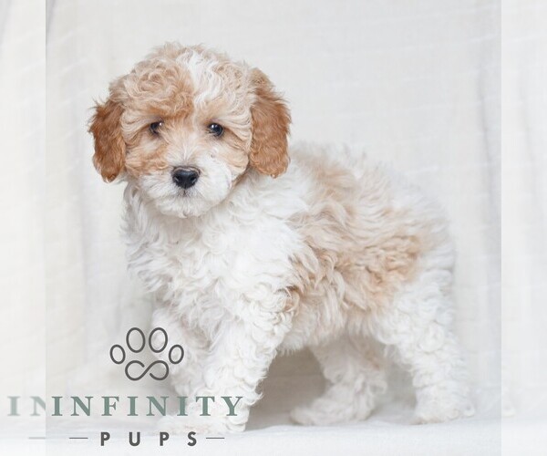 Medium Photo #2 Poodle (Miniature) Puppy For Sale in HONEY BROOK, PA, USA