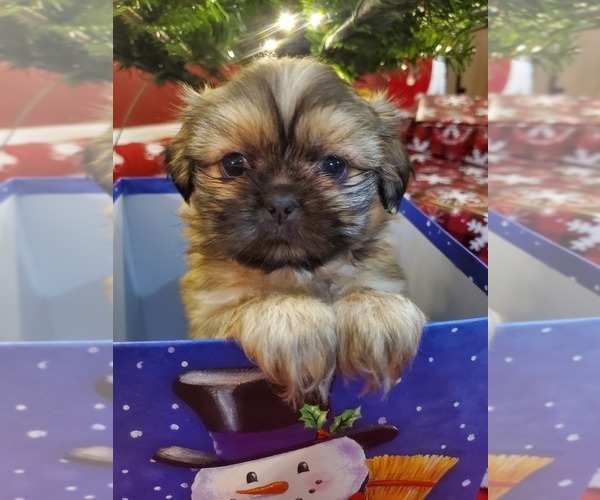 Full screen Photo #7 Shih Tzu Puppy For Sale in GRIFFIN, GA, USA