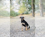 Small #14 Doberman Pinscher-German Shepherd Dog Mix