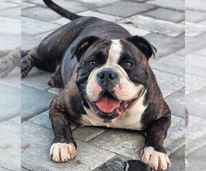 Mother of the American Bully puppies born on 03/25/2025