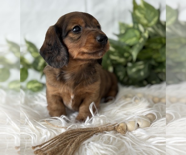 Medium Photo #4 Dachshund Puppy For Sale in ROCK STREAM, NY, USA
