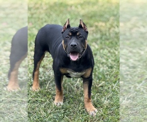 American Bully Puppy for Sale in FRANKLIN, Kentucky USA