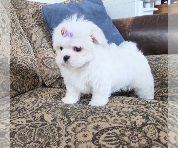 Medium Photo #17 Maltese Puppy For Sale in SANTA CLARITA, CA, USA