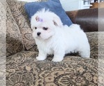 Small Photo #17 Maltese Puppy For Sale in SANTA CLARITA, CA, USA