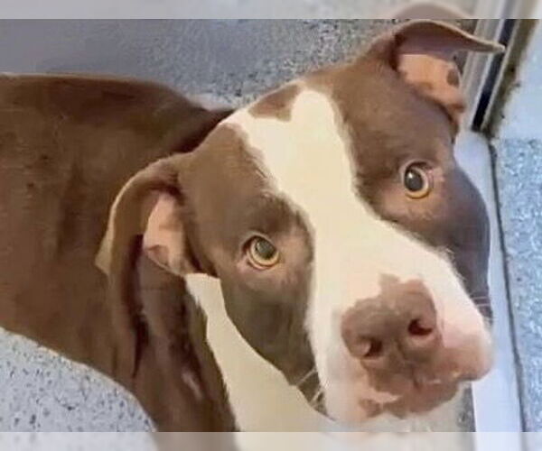 Medium Photo #2 Mutt Puppy For Sale in Houston, TX, USA