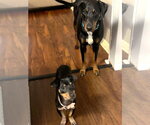 Small #6 Chiweenie