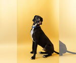 Small #16 Great Dane
