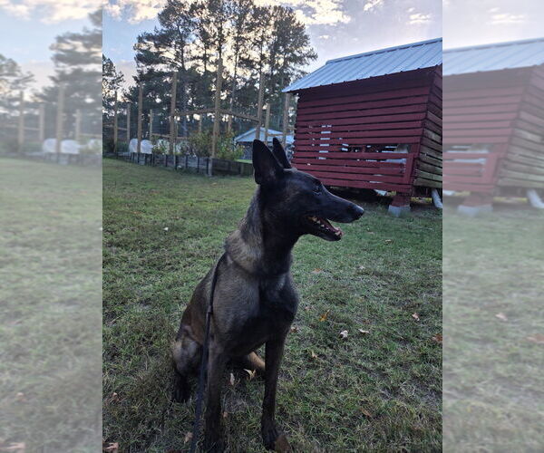 Medium Photo #2 Mutt Puppy For Sale in Imlay City, MI, USA