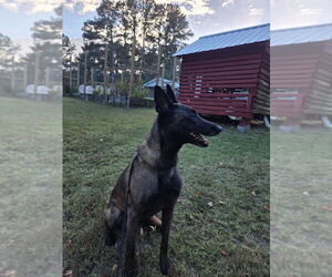 Mak - Located in North Carolina - Female Mutt Dog for Adoption - Photo #2