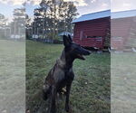 Small Photo #2 Mutt Puppy For Sale in Imlay City, MI, USA