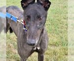 Small Greyhound