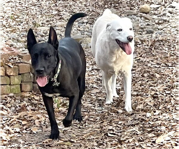 Medium Photo #8 Holland Shepherd-Unknown Mix Puppy For Sale in Rockaway, NJ, USA