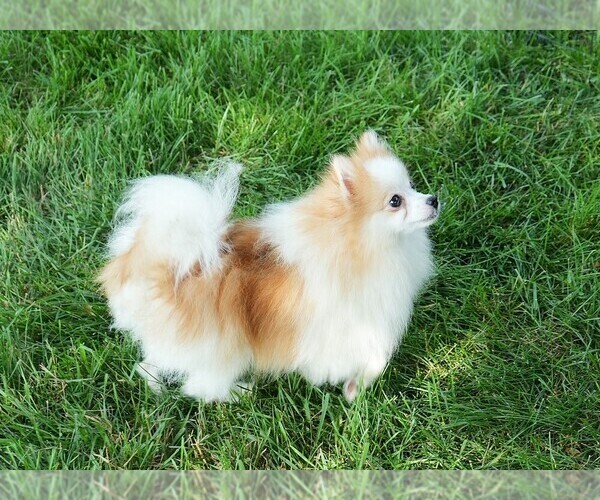 Medium Photo #1 Pomeranian Puppy For Sale in ROCK VALLEY, IA, USA