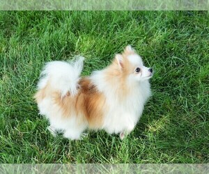 Mother of the Pomeranian puppies born on 06/13/2025