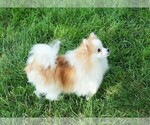Small Photo #1 Pomeranian Puppy For Sale in ROCK VALLEY, IA, USA