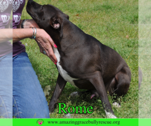 Rome - Male Labrador Retriever-Unknown Mix Dog for Adoption - Photo #2