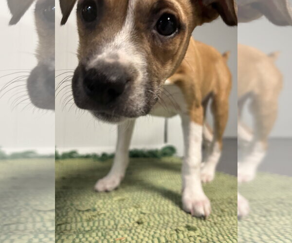 Medium Photo #12 Australian Shepherd-Chihuahua Mix Puppy For Sale in Mechanicsburg, PA, USA