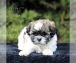 Small Photo #3 Zuchon Puppy For Sale in KINZERS, PA, USA
