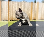 Small Photo #12 French Bulldog Puppy For Sale in GRAHAM, WA, USA