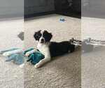 Small Border Collie Mix