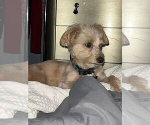 Shih-Poo Dogs for adoption in Oakland Park, FL, USA