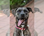 Small #5 Labrador Retriever Mix