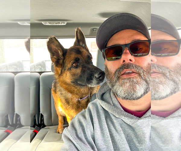 Medium Photo #4 German Shepherd Dog Puppy For Sale in Millburn, NJ, USA