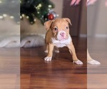 Small Photo #4 American Bully Puppy For Sale in ANTIOCH, CA, USA