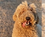 Small Photo #1 Goldendoodle Puppy For Sale in FORT WORTH, TX, USA