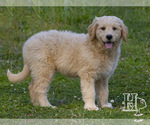 Puppy 5 Golden Pyrenees-Poodle (Standard) Mix