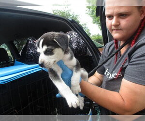 Siberian Husky Dogs for adoption in Ocala, FL, USA