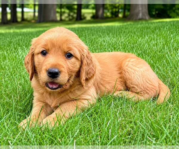 Medium Photo #3 Golden Retriever Puppy For Sale in FAIR HAVEN, MI, USA