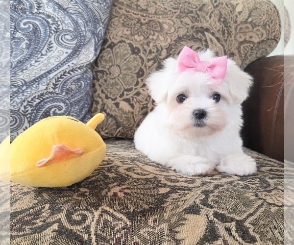 Medium Photo #1 Maltese Puppy For Sale in SANTA CLARITA, CA, USA