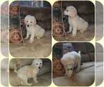 Small Photo #5 Poodle (Standard) Puppy For Sale in BRONX, NY, USA