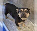 Small French Bulldog