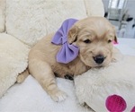 Small Photo #10 Golden Retriever Puppy For Sale in ORLANDO, FL, USA