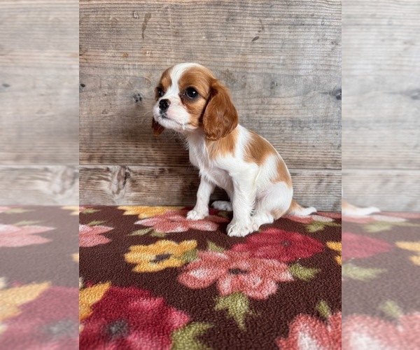 Medium Photo #17 Cavalier King Charles Spaniel Puppy For Sale in VERMONTVILLE, MI, USA