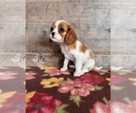 Small #16 Cavalier King Charles Spaniel