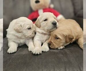 Golden Retriever Puppy for sale in SACRAMENTO, CA, USA