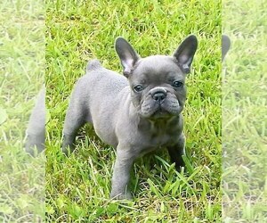 French Bulldog Puppy for sale in MEADVILLE, PA, USA
