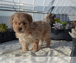 Small Photo #16 Poodle (Miniature) Puppy For Sale in GREENWOOD, WI, USA