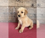 Small #11 Golden Retriever