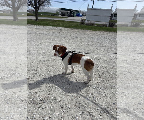 Medium Photo #3 Bocker Puppy For Sale in Macon, MO, USA