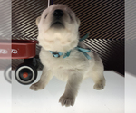 Small Photo #43 German Shepherd Dog Puppy For Sale in WASHINGTON, NJ, USA