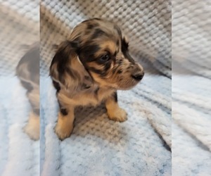Dachshund Puppy for sale in BLAIRSVILLE, PA, USA
