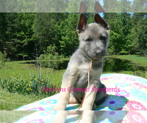 German Shepherd Dog Puppy for Sale in PIEDMONT, Missouri USA